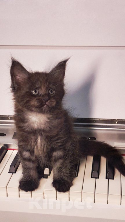 Кошки в Москве: Котенок мейн-кун Девочка, Бесплатно - фото 1