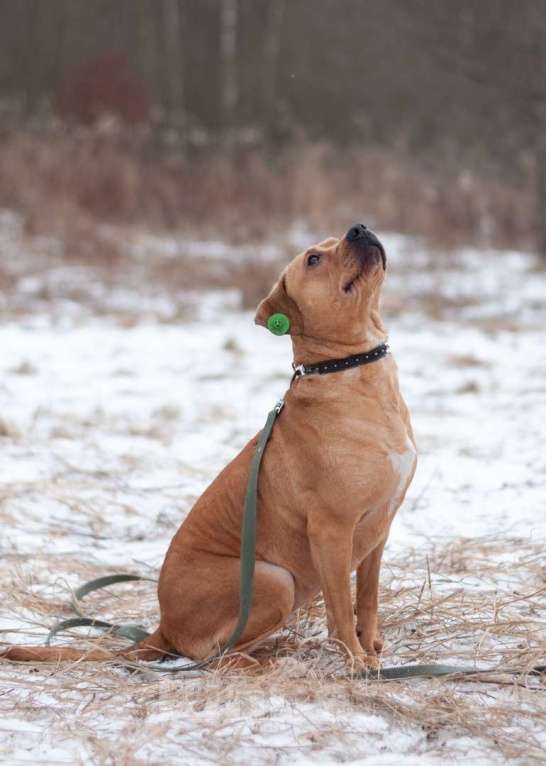 Собаки в Ногинске: Молодая собака Тайса ищет дом. Девочка, Бесплатно - фото 8