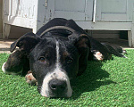 Собаки в Лосином-Петровском: Потерялся щенок Питбуля, 4 месяца  Мальчик, 1 руб. - фото 1