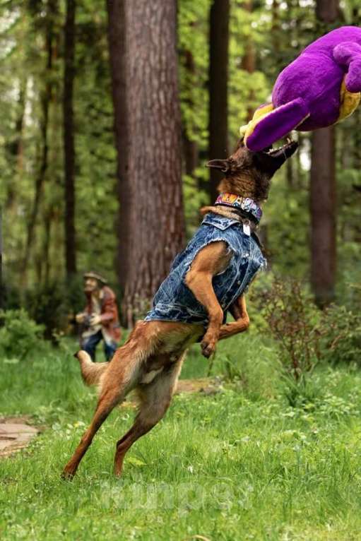 Собаки в Москве: Красавчик Анзор ищет дом. Мальчик, Бесплатно - фото 5