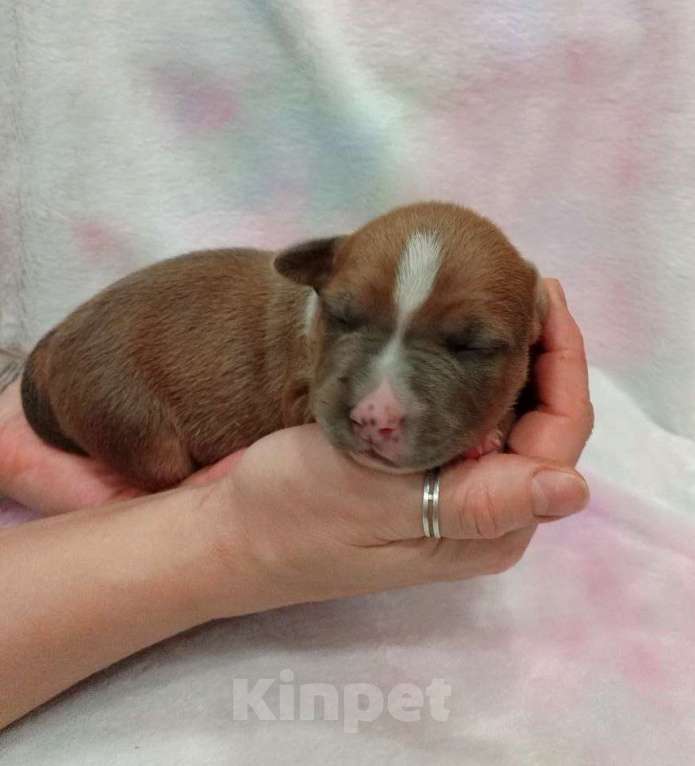 Собаки в Москве: Очаровательный мальчик амстаффа  Мальчик, 100 000 руб. - фото 5