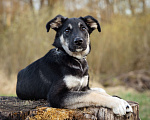 Собаки в Москве: Щенок настоящий друг и компаньон для семьи Девочка, Бесплатно - фото 8