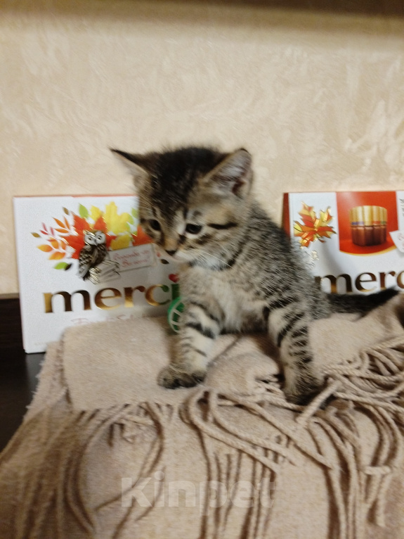 Кошки в Домодедово: Без кота жизнь не та! Разнополые, Бесплатно - фото 4