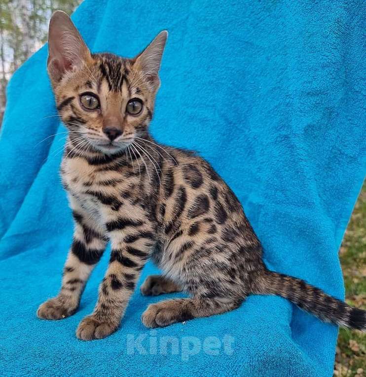 Кошки в Омске: котенок   леопард  Мальчик, 15 000 руб. - фото 1