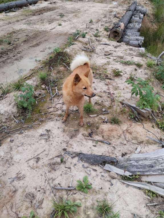 Собаки в Костроме: Продаются щеночки  Девочка, 6 000 руб. - фото 4