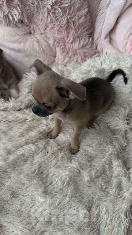 Собаки в Томске: Щенок чихуахуа мальчик г/ш Мальчик, 35 000 руб. - фото 3