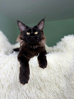 Котенок мейн кун