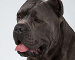 Собаки в Симферополе: Кобель Кане Корсо для вязки Мальчик, 1 000 руб. - фото 10
