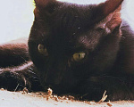 Кошки в Болхове: Котенок Чарли, Бесплатно - фото 1