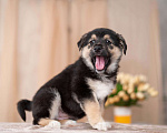 Собаки в Москве: 5 щенков от немецкой овчарки ищут дом Девочка, Бесплатно - фото 6