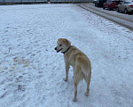 Собаки в Истре: Найдена собака светлая белая мальчик Мальчик, 2 руб. - фото 3