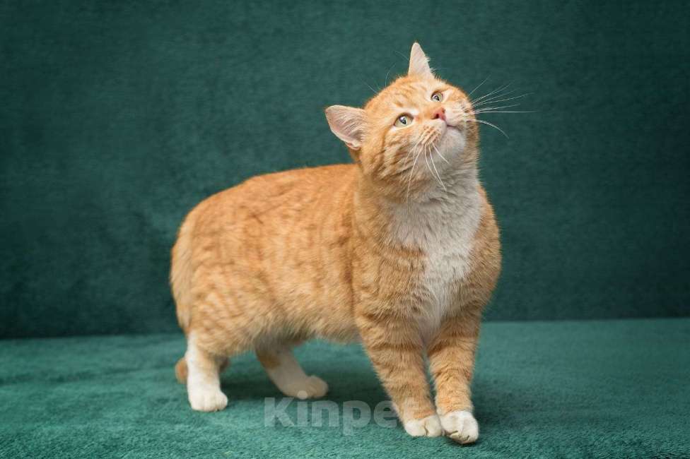 Кошки в Москве: Рыжий кот Хотэй, пять килограммов доброты  Мальчик, Бесплатно - фото 4