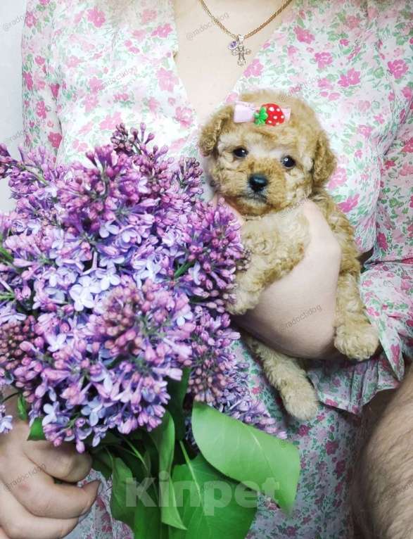Собаки в Москве: Мальтипу девочка mini Девочка, 90 000 руб. - фото 1