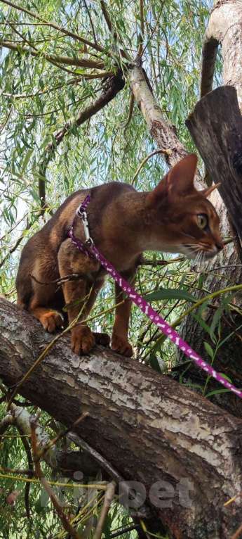 Кошки в Брянске: Абиссинская кошка Девочка, 20 000 руб. - фото 5