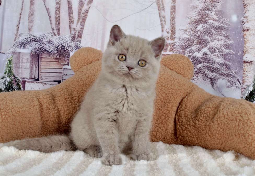 Кошки в Санкт-Петербурге: Британская кошечка лилового окраса Девочка, 50 000 руб. - фото 2
