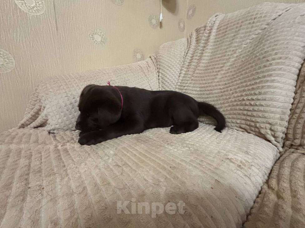 Собаки в Москве: Щенки Лабрадора ретривера шоколадные Девочка, 100 000 руб. - фото 7