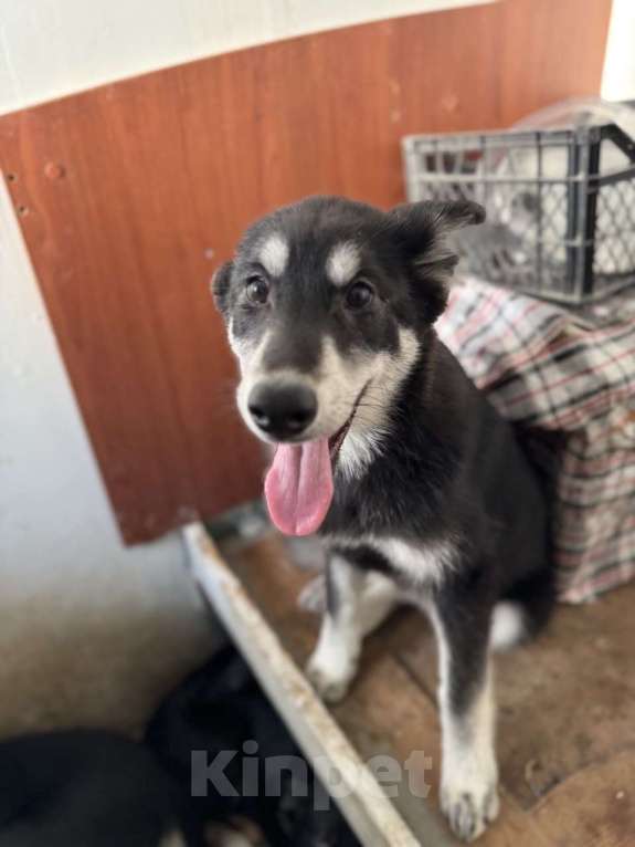 Собаки в Москве: Отдам щенка в добрые руки Мальчик, Бесплатно - фото 5