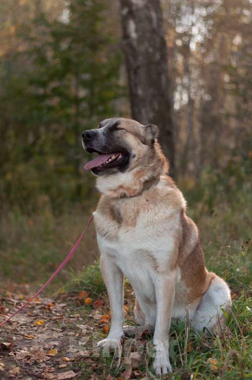 Собаки в Ногинске: Шафран - мощь, стать, благородство и доброта Мальчик, Бесплатно - фото 5