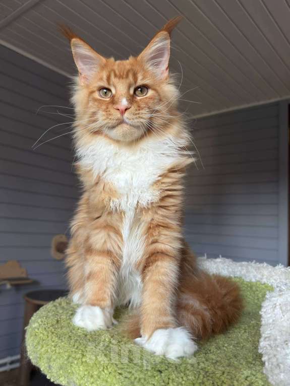 Кошки в Москве: Котёнок мейн-кун Мальчик, 75 000 руб. - фото 6