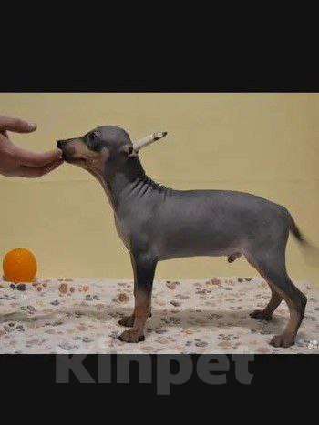 Собаки в Санкт-Петербурге: Американский голый терьер щенок (5 месяца) Мальчик, 30 000 руб. - фото 1