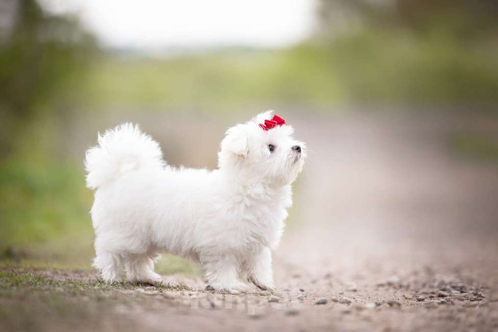 Собаки в Туле: Малыш мальтезе Мальчик, 60 000 руб. - фото 2