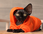 Кошки в Москве: Девон-рекс Мальчик, Бесплатно - фото 4