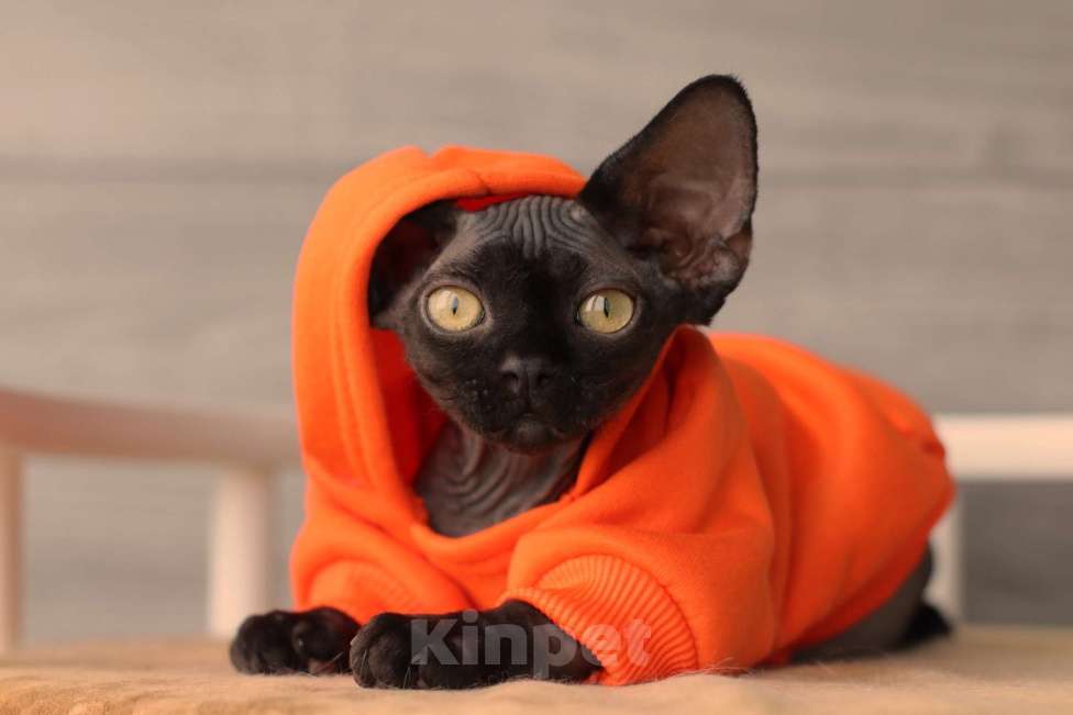 Кошки в Москве: Девон-рекс Мальчик, Бесплатно - фото 4