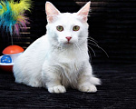 Кошки в Бердске: милый котенок манчкин Мальчик, Бесплатно - фото 2