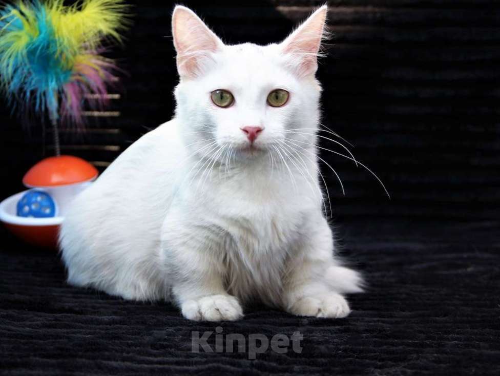 Кошки в Бердске: милый котенок манчкин Мальчик, Бесплатно - фото 2