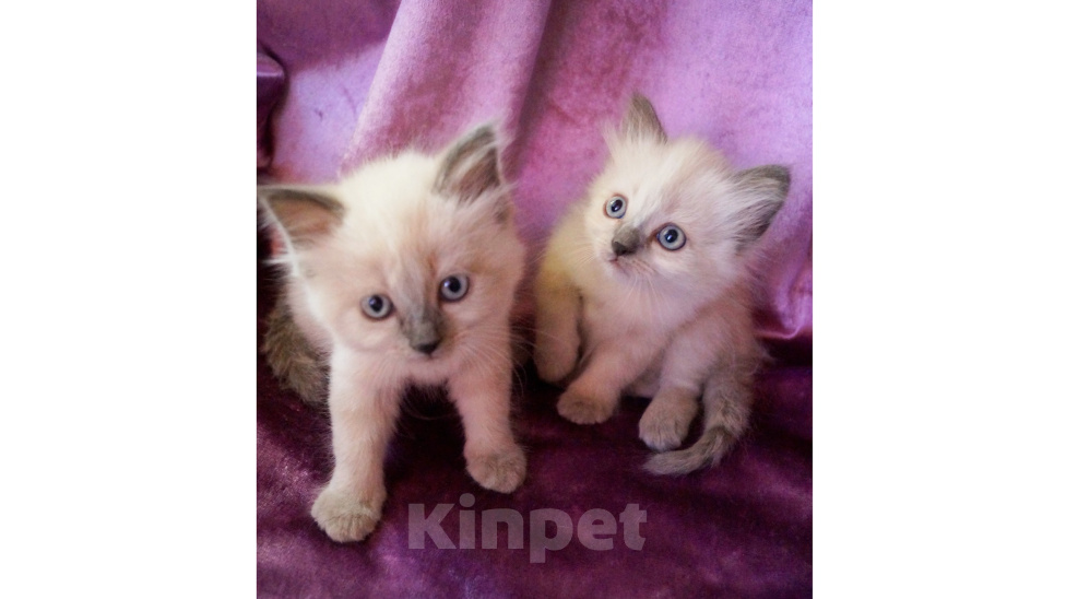 Кошки в Краснодаре: Котята Невская маскарадная кошечка котик пушистые блю поинт окрас Мальчик, 17 000 руб. - фото 2