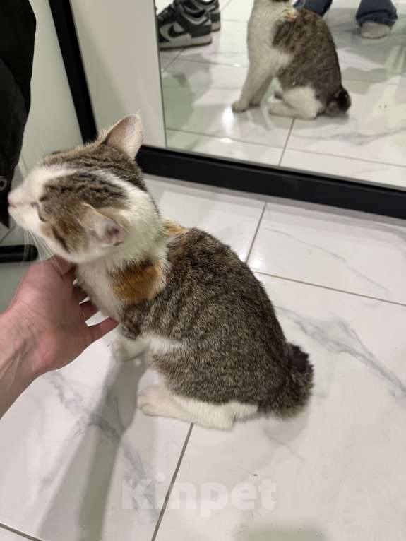 Кошки в Красногорске: Нашли кота Мальчик, Бесплатно - фото 4