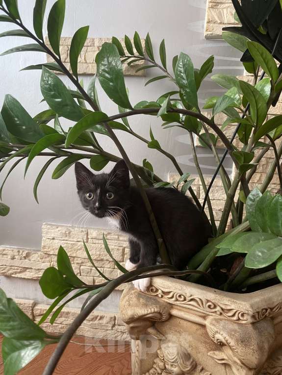 Кошки в Брянске: Котенок в добрые руки Девочка, 10 руб. - фото 2