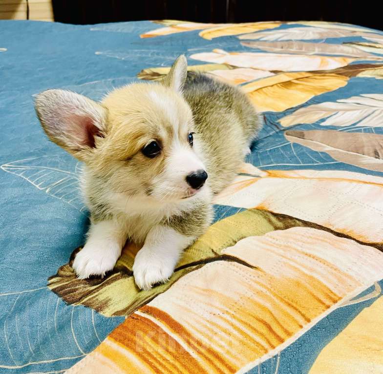 Собаки в других городах Нижегородской области: Корги Девочка, 55 000 руб. - фото 2