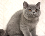 Кошки в Москве: Британский котенок Девочка, 55 000 руб. - фото 2