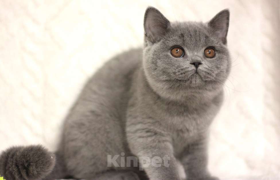 Кошки в Москве: Британский котенок Девочка, 55 000 руб. - фото 2