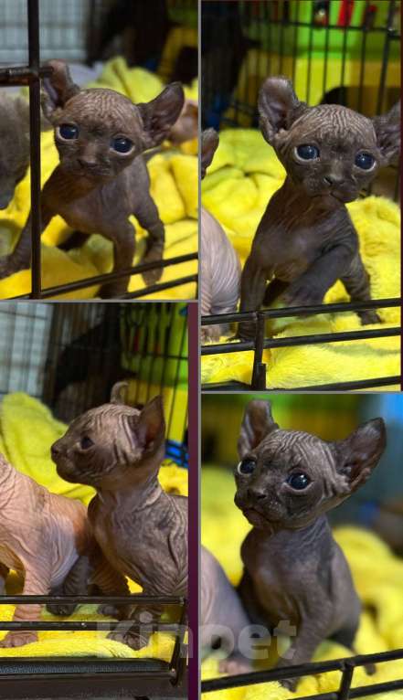 Кошки в других городах Волгоградской области: Это не просто кот, а настоящее волшебное существо — котенок породы эльф Мальчик, 50 000 руб. - фото 4