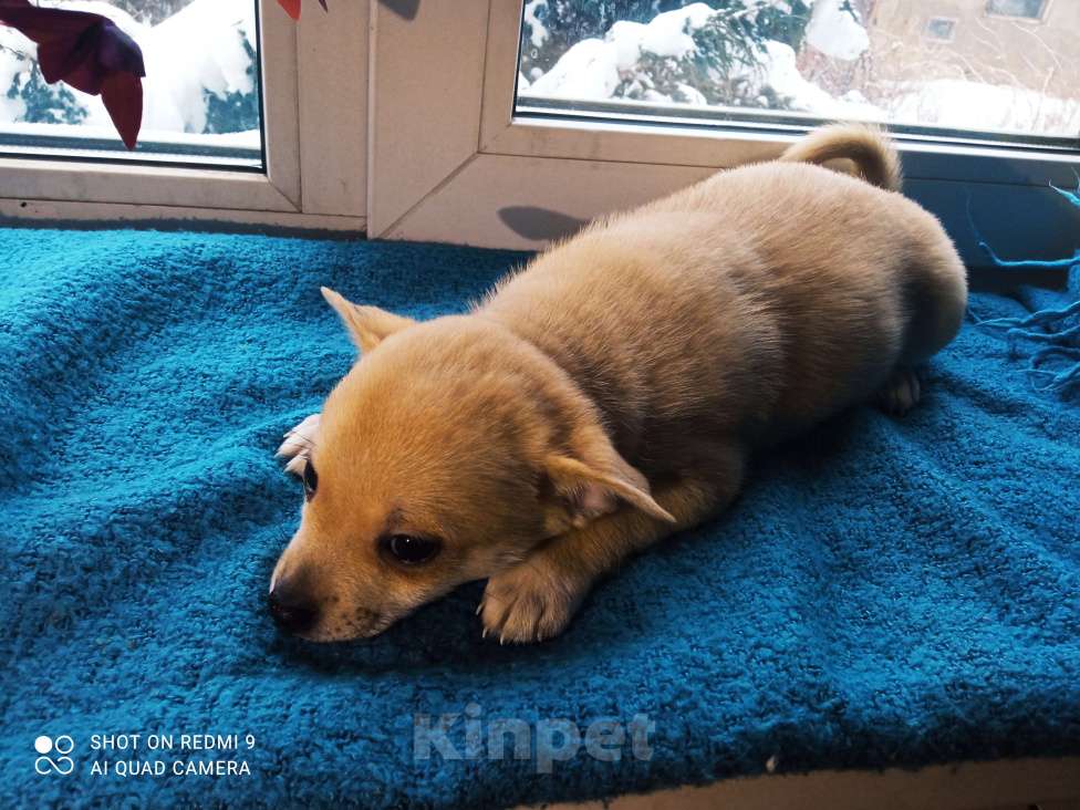 Собаки в других городах Московской области: Тэдди  Мальчик, 12 000 руб. - фото 4