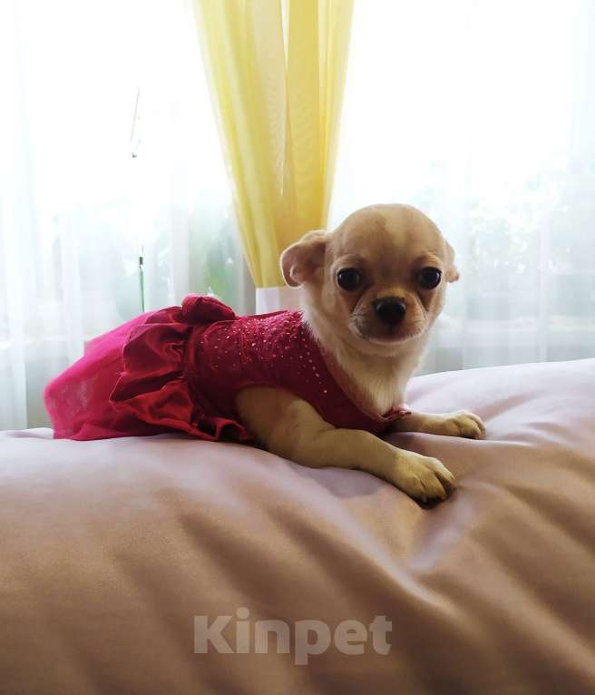 Собаки в Москве: Красивая няшная девочка чихуахуа  Девочка, 60 000 руб. - фото 3