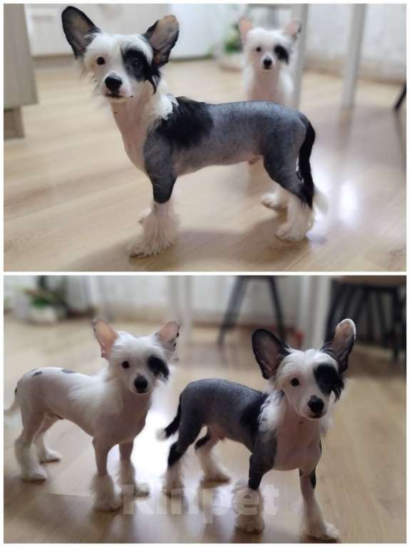 Собаки в Санкт-Петербурге: Голый мальчик Мальчик, Бесплатно - фото 2