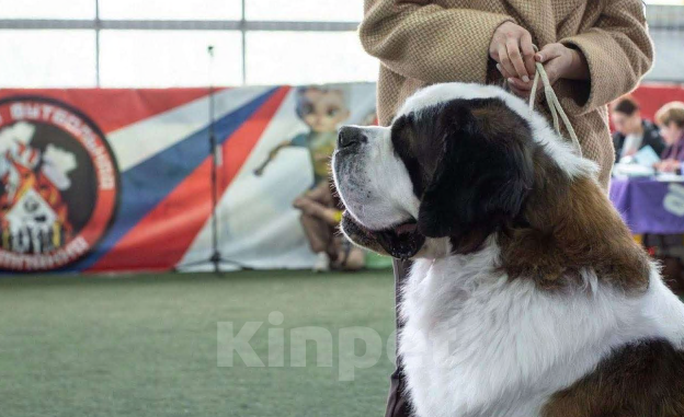 Собаки в Курске: Сенбернар кобель для вязки  Мальчик, 55 000 руб. - фото 1