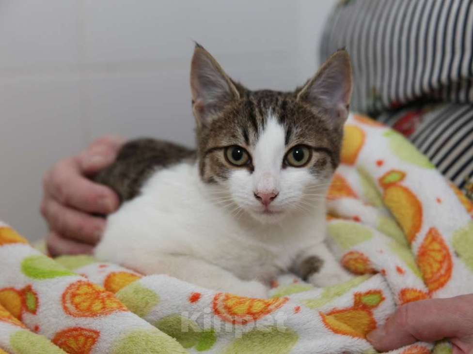Кошки в Москве: Добрый ласковый котеночек Степочка Мальчик, Бесплатно - фото 2