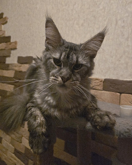 Кошечка стерилизована, есть торг