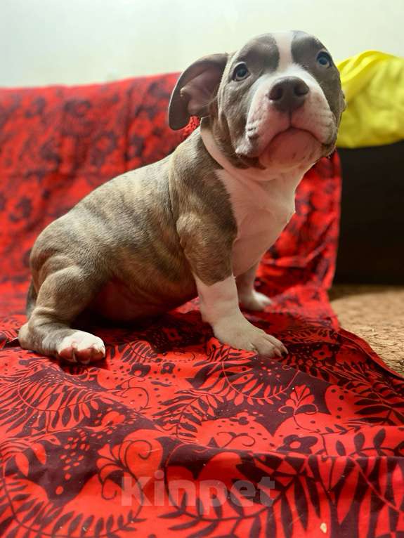 Собаки в Санкт-Петербурге: Щенок Мальчик, 100 000 руб. - фото 3