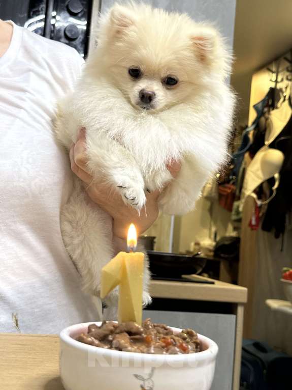 Собаки в Москве: Мила! Девочка, 20 000 руб. - фото 2