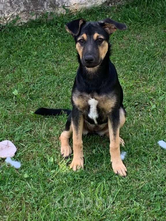 Собаки в Санкт-Петербурге: Щенок, который станет частью вашего сердца Девочка, Бесплатно - фото 3