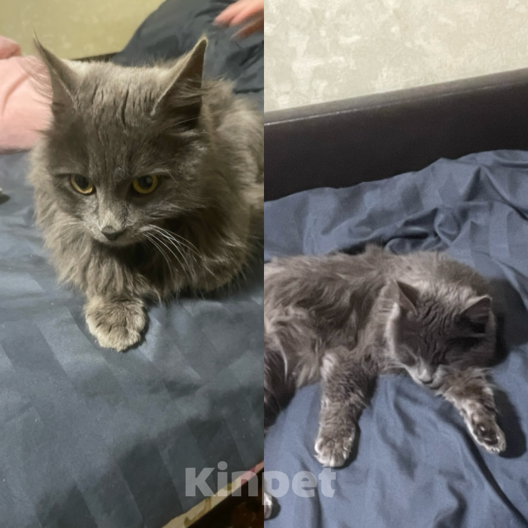 Кошки в Ростове-на-Дону: ‼️Пропала кошка ‼️ Девочка, 1 500 руб. - фото 3