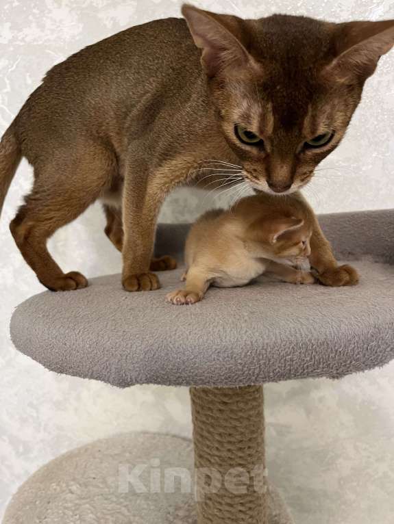 Кошки в Москве: Абиссинские котята Девочка, 60 000 руб. - фото 5