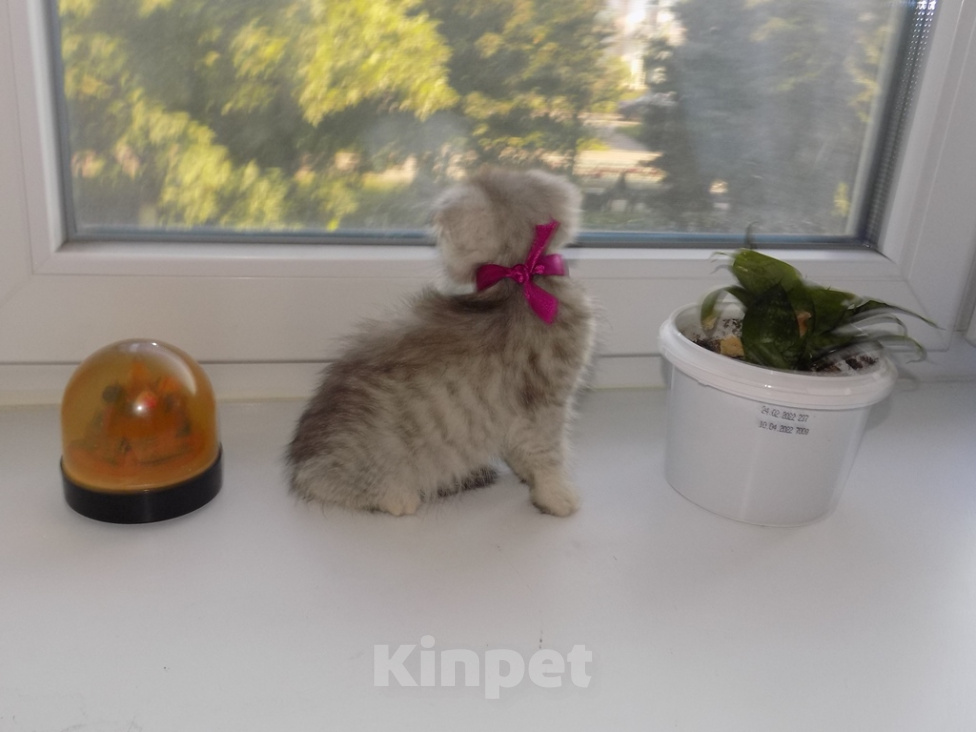 Кошки в Москве: Шотландский вислоухий короткошёрстный котёнок Девочка, 16 000 руб. - фото 6