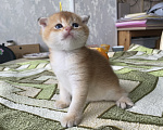 Кошки в Сочи: Шотландские вислоухие котята Разнополые, Бесплатно - фото 7
