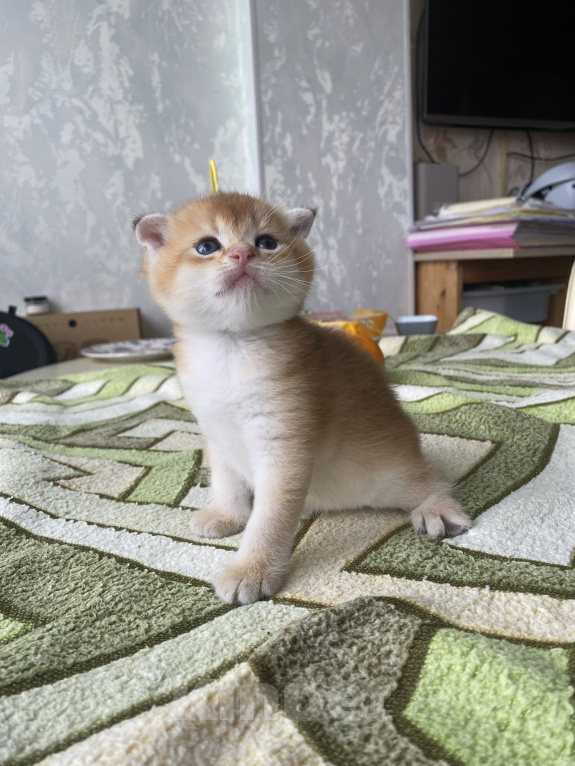 Кошки в Сочи: Шотландские вислоухие котята Разнополые, Бесплатно - фото 7